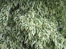 Ficus Tree